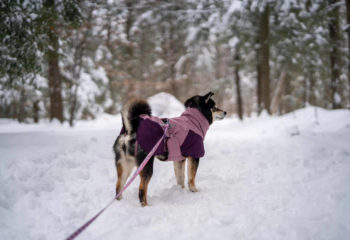 Individual Guide On Dog Waterproof Suit
